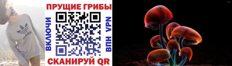 Псилоцибиновые грибы прущие грибы  хочу наркоту  Гвардейск 